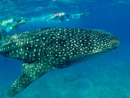 Walhaie sind regelmäßig im Süd-Ari-Atoll anzutreffen c 