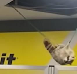 Waschbär fällt aus der Decke am Flughafen La Guardia