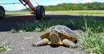 Schnappschildkröte auf der Piste: Ein Pilot musste dem Tier ausweichen und stürzte ab.