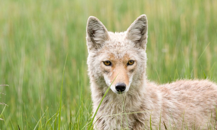 Kojote: Ein solches Tier entwischte den Wildhütern am Flughafen Chicago.