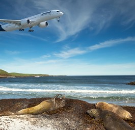 Robben an einem Strand auf Falkland: Verwirrung um Ausweichflughafen.