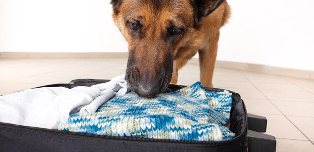 Spürhund am Flughafen: Die Bomben sollen im Gepäck versteckt werden.