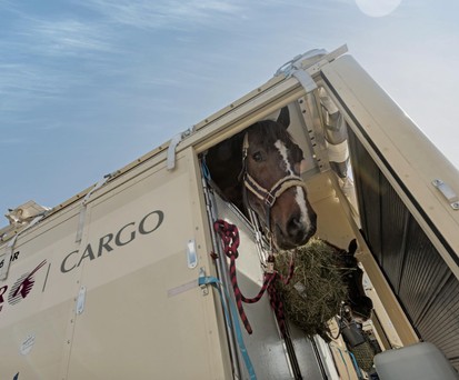 Pferd im Container: Der Transport der Tiere ist aufwendig. 