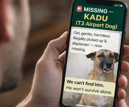 In Dehli wird ein Straßenhund vermisst: Das ist einer von zahlreichen Tweets. 