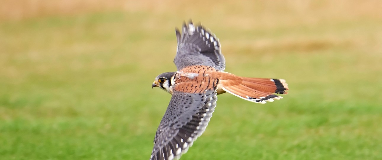 Turmfalke: Ein verletztes Exemplar führte in Hamburg zu einem Durchstartmanöver.