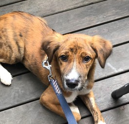 Samy: Nicht gefährlich, aber sehr scheu.