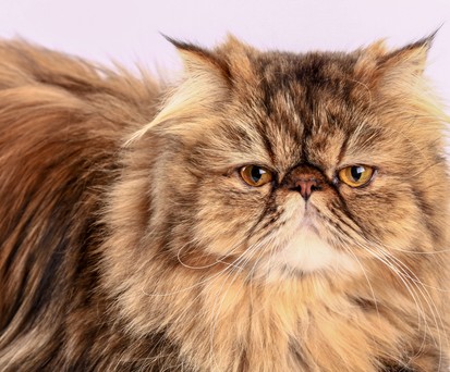 Perserkatze: Nicht alle Betreiber sind auf Reisen im Privatjet gut vorbereitet.