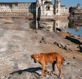 Streunender Hund: In Indien sind sie allgegenwärtig.