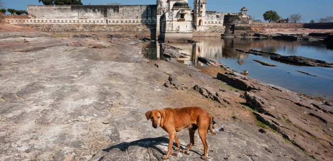 Streunender Hund: In Indien sind sie allgegenwärtig.