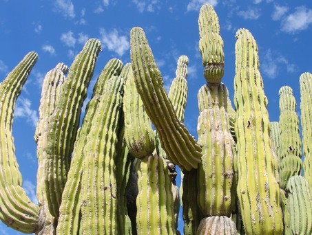 Große Kakteen sind typisch für Baja California