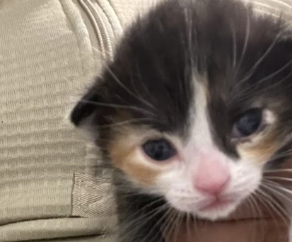 Katzenbaby Frontier: Die neuen Eltern können sich auf Fluggutscheine freuen.