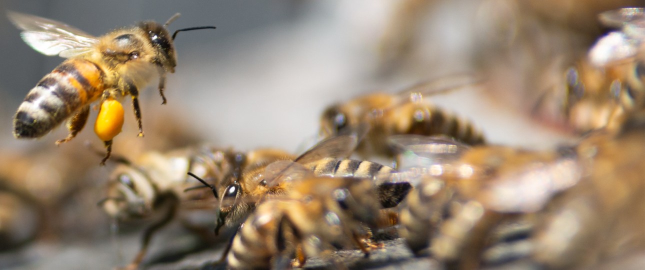 Bienen: Reise mit tragischem Ende.