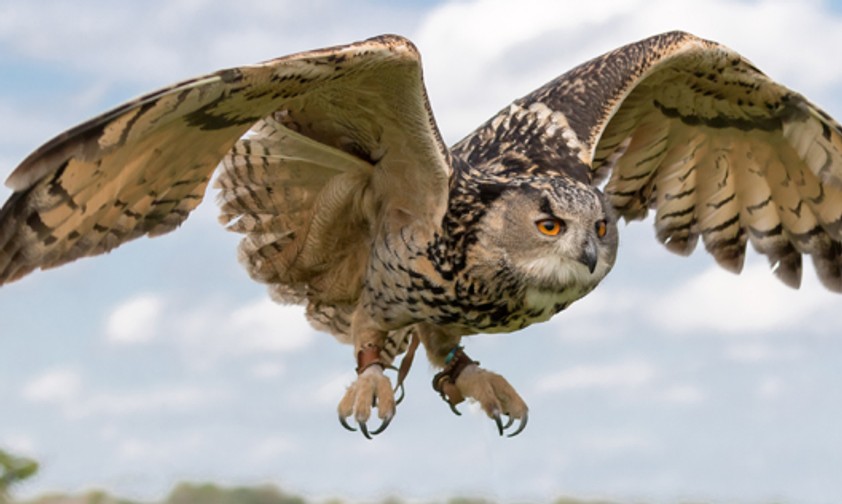 Eule im Flug: Von ihr kann die Flugzeugtechnik viel lernen.
