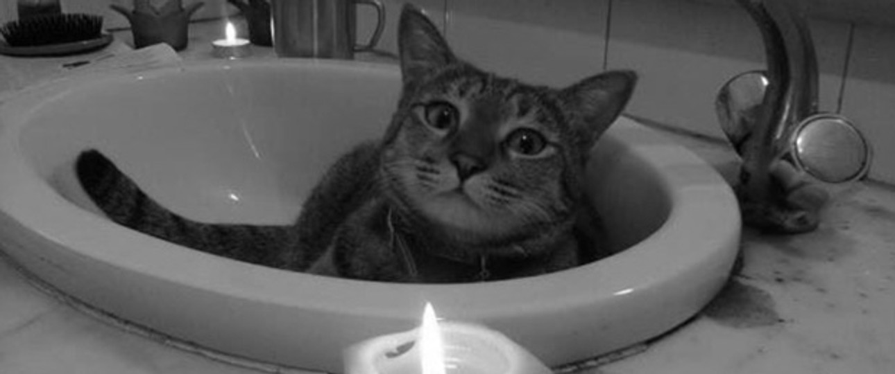 Kater James Dean: Nach seinem Tod erlangte er traurige Berühmtheit.