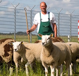 Schafe am Hamburger Flughafen: Nicht die einzigen tierischen Luftfahrt-Mitarbeiter.