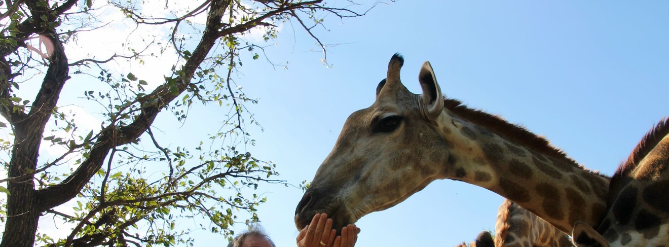 So nah kommt man Giraffen sonst nie wie im  Royal Livingstone