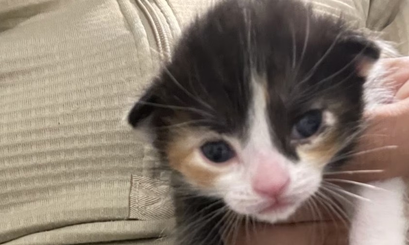 Katzenbaby Frontier: Die neuen Eltern können sich auf Fluggutscheine freuen.