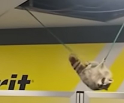 Waschbär fällt aus der Decke am Flughafen La Guardia