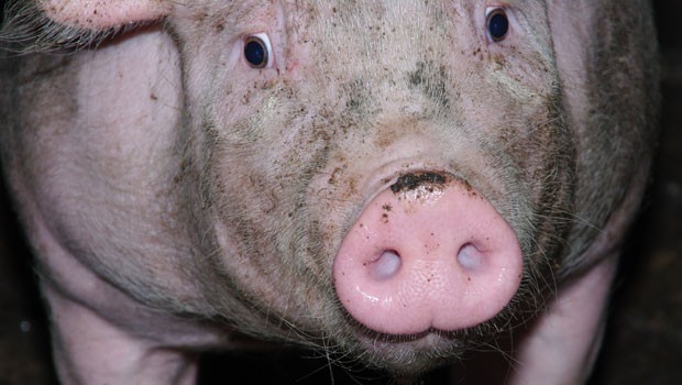 In Panik geriet auch ein wildgewordenes Schwein auf einem Flug von US Airways im Jahr 2000. Dabei durfte es sogar in der ersten Klasse reisen, da es ein therapeutisches Begleittier für einen Passagier war.