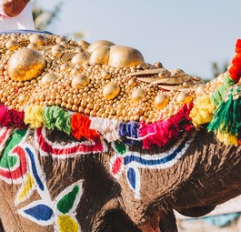 Festlich geschmückter Elefant: Teil der Prozession.