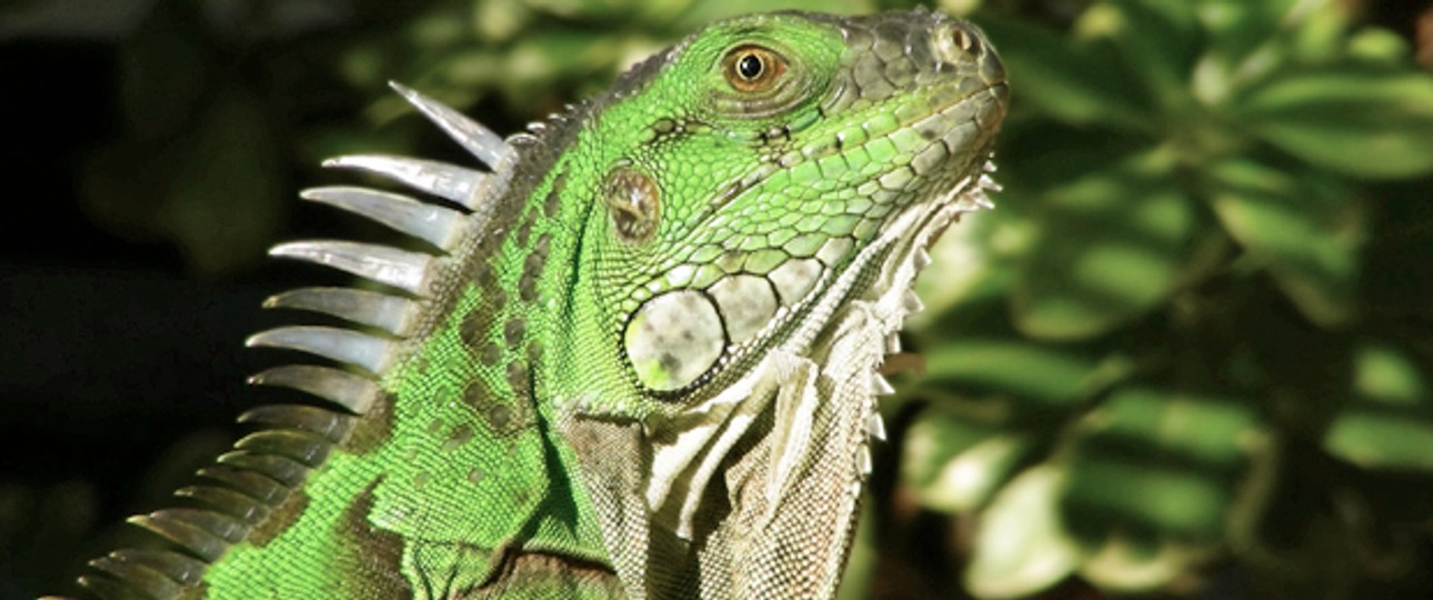 Grüner Leguan: Sterben derzeit gleich reihenweise auf den Galapagos-Inseln.