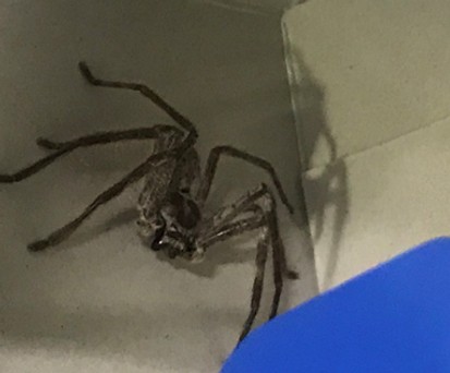 Riesenkrabbenspinne: Verirrte sich in einen Rucksack.