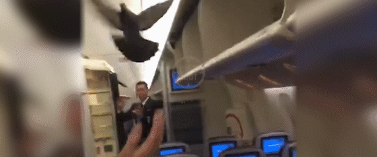 Flugbegleiter versuchen die Taube wegzuscheuchen: Husch, husch!