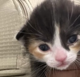 Katzenbaby Frontier: Die neuen Eltern können sich auf Fluggutscheine freuen.