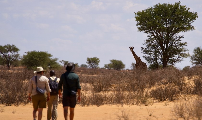Beim Transkalahari Walk begeegnet man Giraffen zu Fuss
