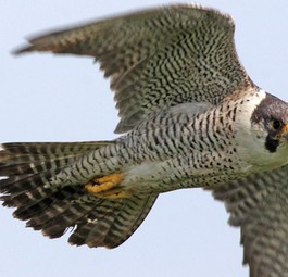 Der Wanderfalke: Fasziniert Strömungsmechaniker.