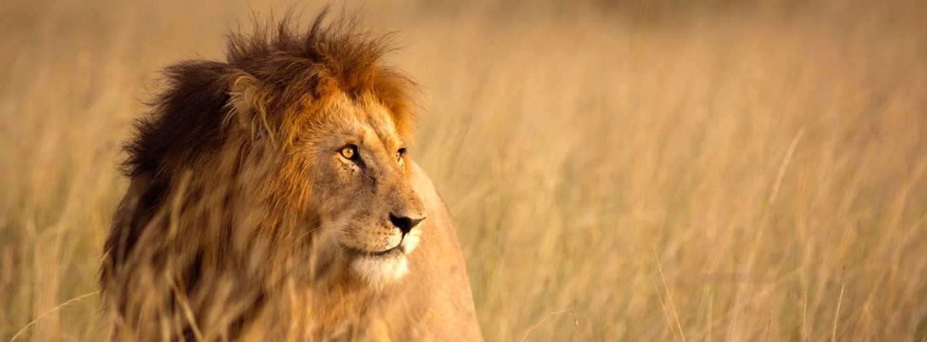 Majestätischer Löwe in der Savanne Kenias im Sonnenlicht