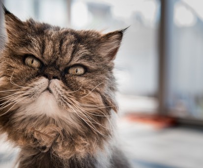 Katze mit flachem Gesicht: Es kommt häufiger zu Zwischenfällen.