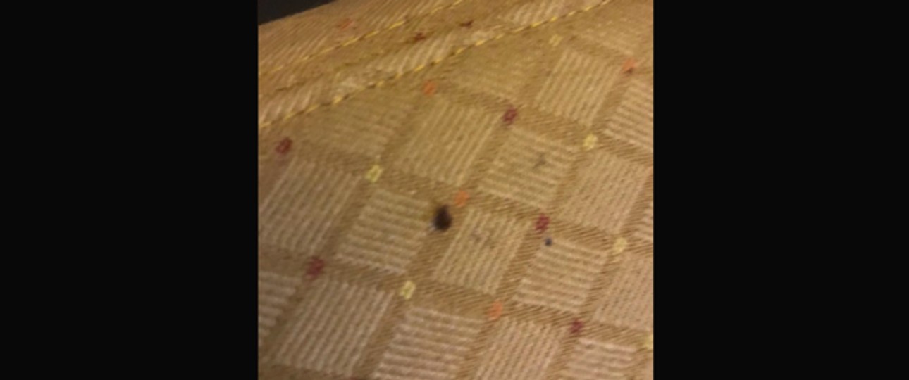 Wanze im Business-Sitz: Reisende beklagten sich bei Air India.