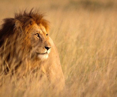 Majestätischer Löwe in der Savanne Kenias im Sonnenlicht