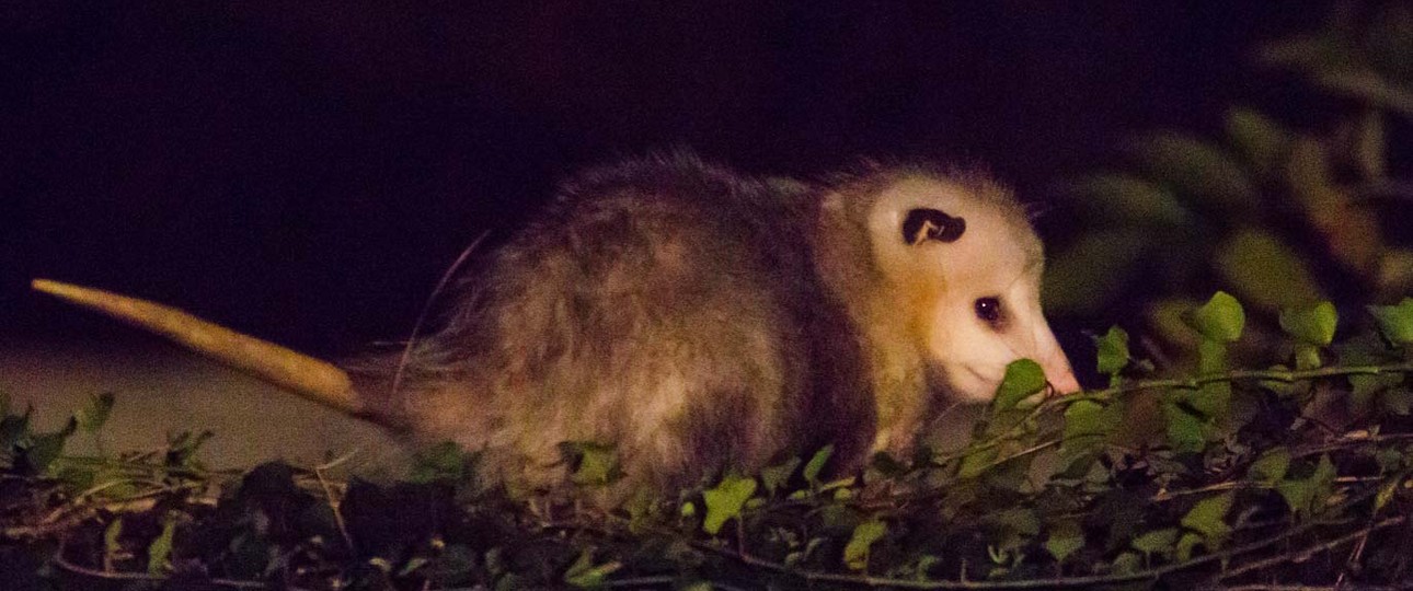 Opossum: Jetblue gewährt in den Richtlinien nur Hunden und Katzen den Mitflug in der Kabine.