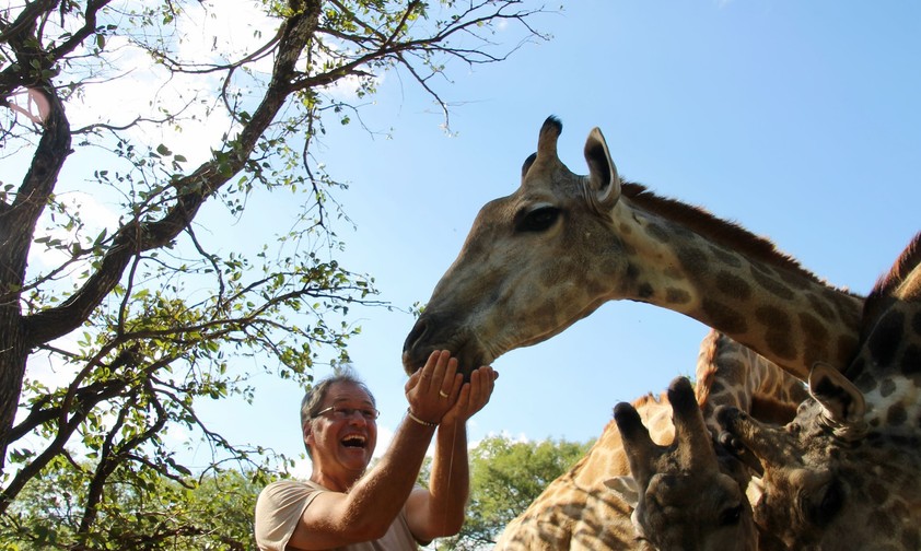 So nah kommt man Giraffen sonst nie wie im  Royal Livingstone