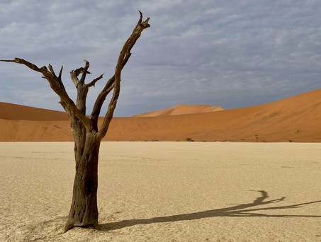 Ikonische Baumgerippe in Deadvlei