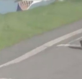 Alligator schlendert über die Piste