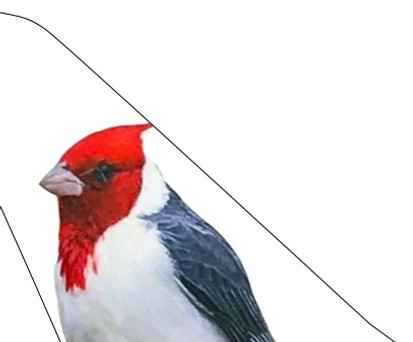 ticker-jetsmart