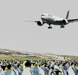 Airbus A350 von Lufthansa, Pinguine auf Falkland (Montage): Tiere sieht die Lufthansa-Crew höchstens bei der Landung.