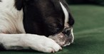 Eine schlafende Bulldogge: Ein Artgenosse hat Reisende auf einem Langstreckenflug malträtiert.