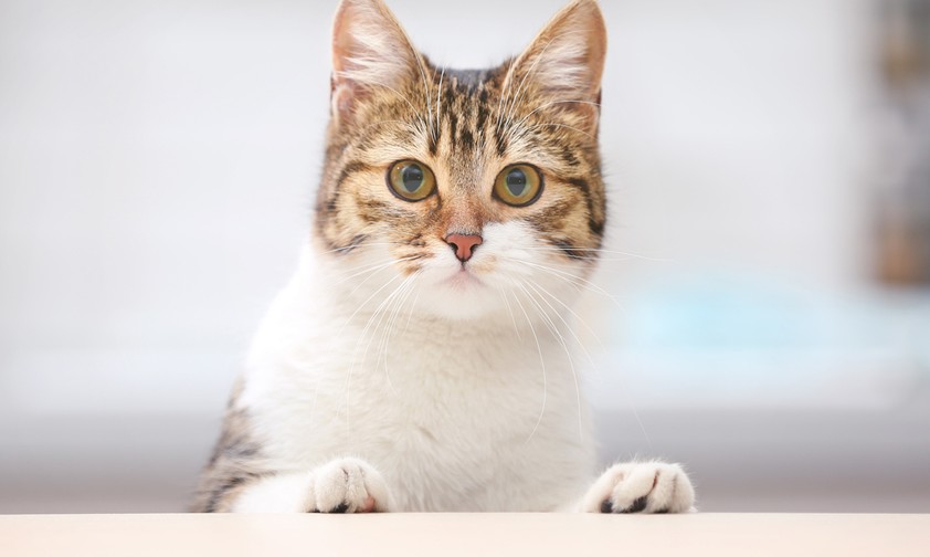 Katze im Cockpit zwingt Pilot zur Umkehr