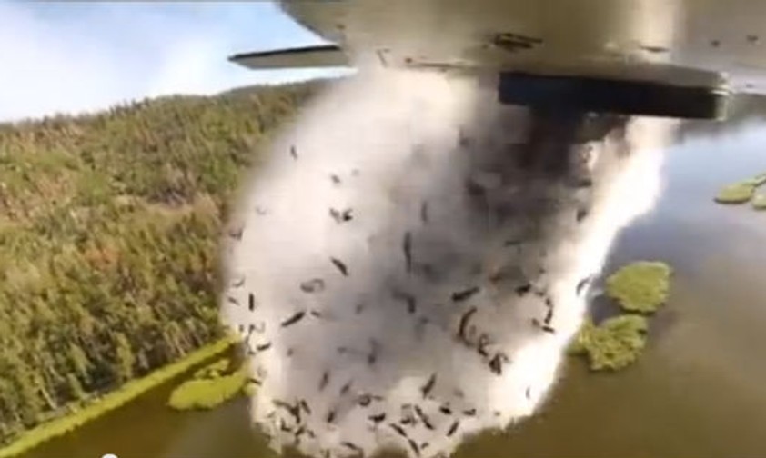 Fliegende Fische mal anders