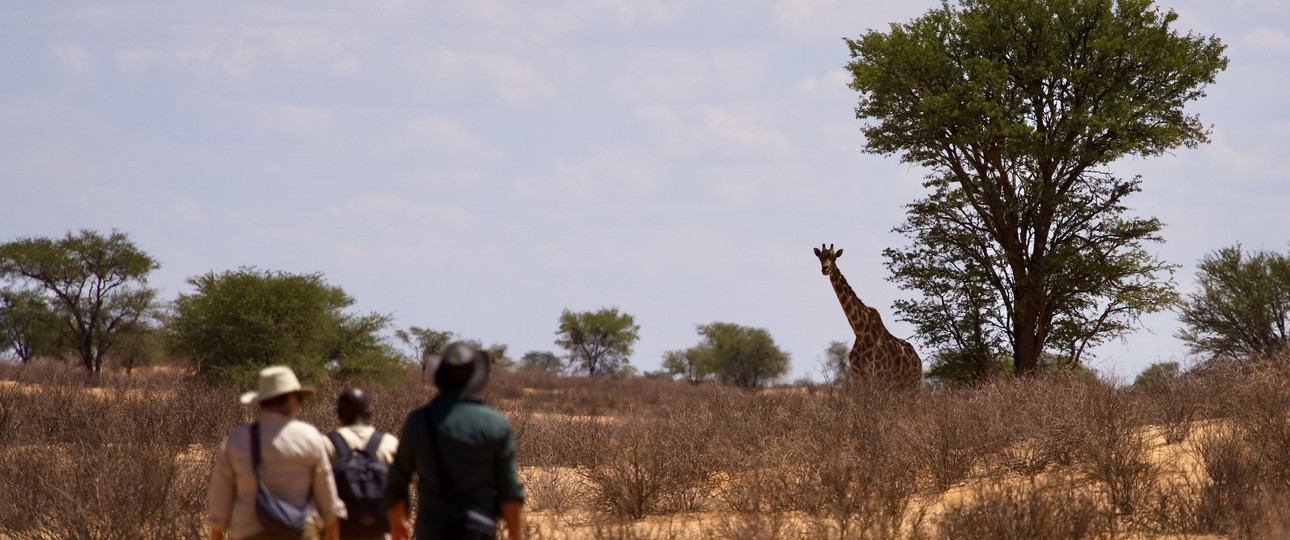 Beim Transkalahari Walk begeegnet man Giraffen zu Fuss