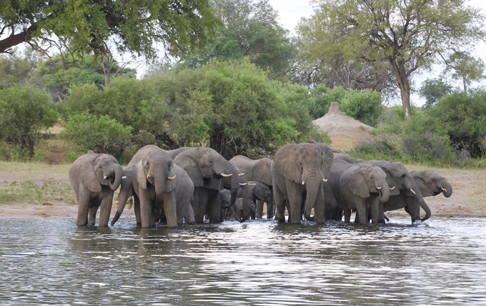 Elefantengrossfamilie beim Badeasuflug