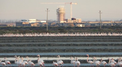 Flamingos, Flughafen-Baustelle in Vlora: Das Projekt verzögert sich weiter.