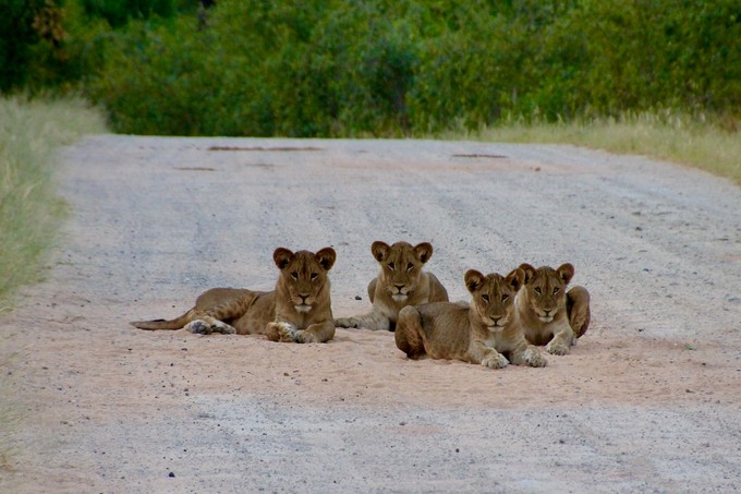 Löwenfamilie im Bwabwata Nationalpark