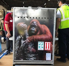 Transportbox für Urang-Utan-Dame Sandra: Elf Stunden Flug gut überstanden.