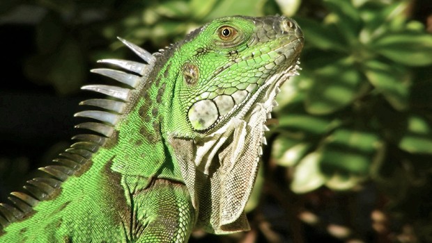 Grüner Leguan: Sterben derzeit gleich reihenweise auf den Galapagos-Inseln.