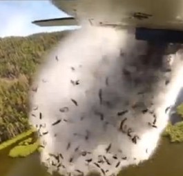 Fliegende Fische mal anders